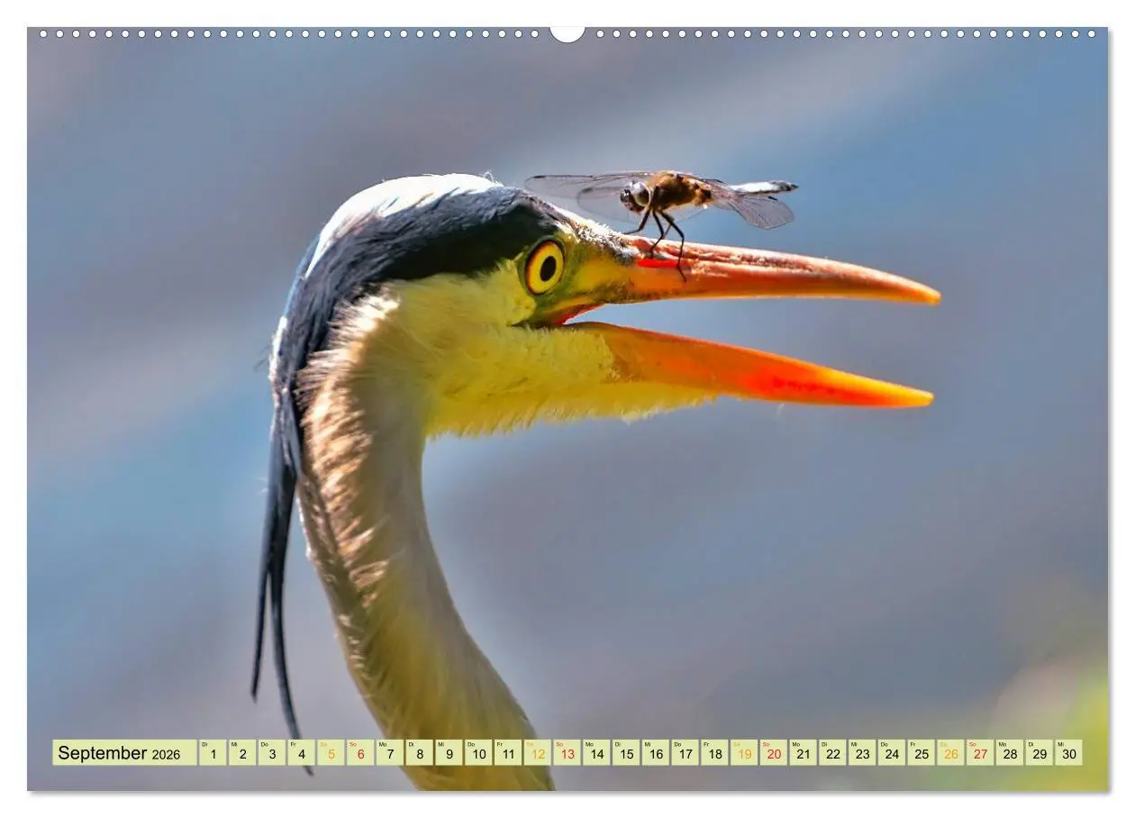 Bild: 9783457948880 | Lustig und verrückt - der ganz andere Tierkalender (Wandkalender...