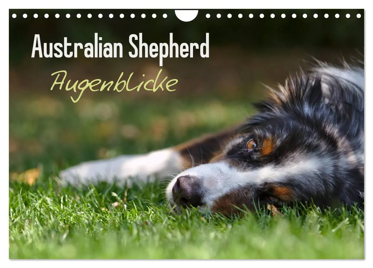 Cover: 9783516038880 | Australian Shepherd - Augenblicke (Wandkalender 2026 DIN A4 quer),...