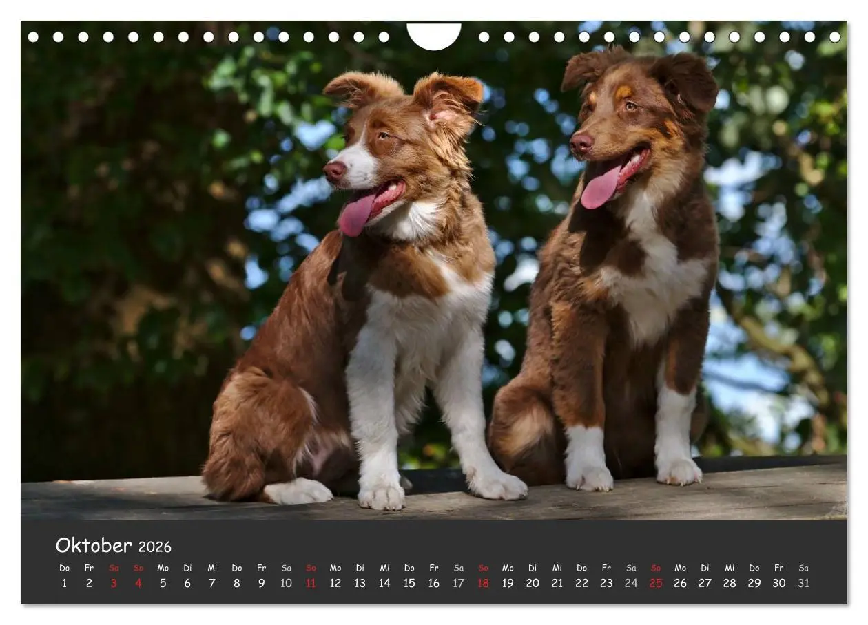 Bild: 9783516038880 | Australian Shepherd - Augenblicke (Wandkalender 2026 DIN A4 quer),...