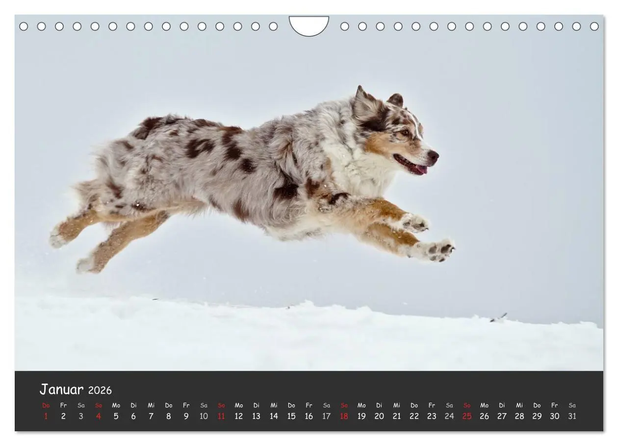 Bild: 9783516038880 | Australian Shepherd - Augenblicke (Wandkalender 2026 DIN A4 quer),...