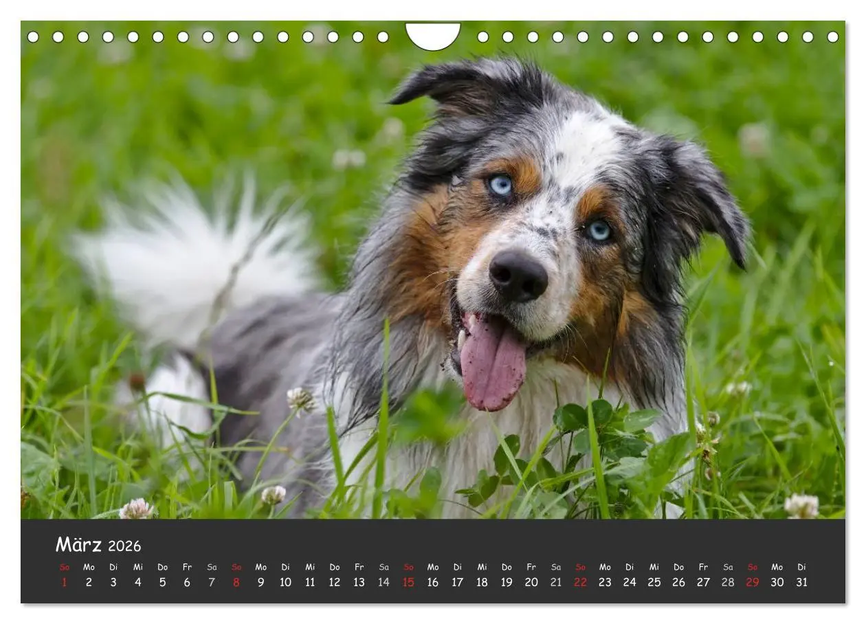 Bild: 9783516038880 | Australian Shepherd - Augenblicke (Wandkalender 2026 DIN A4 quer),...