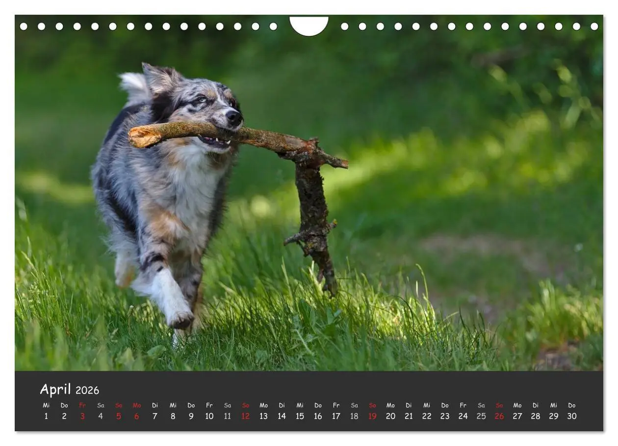 Bild: 9783516038880 | Australian Shepherd - Augenblicke (Wandkalender 2026 DIN A4 quer),...