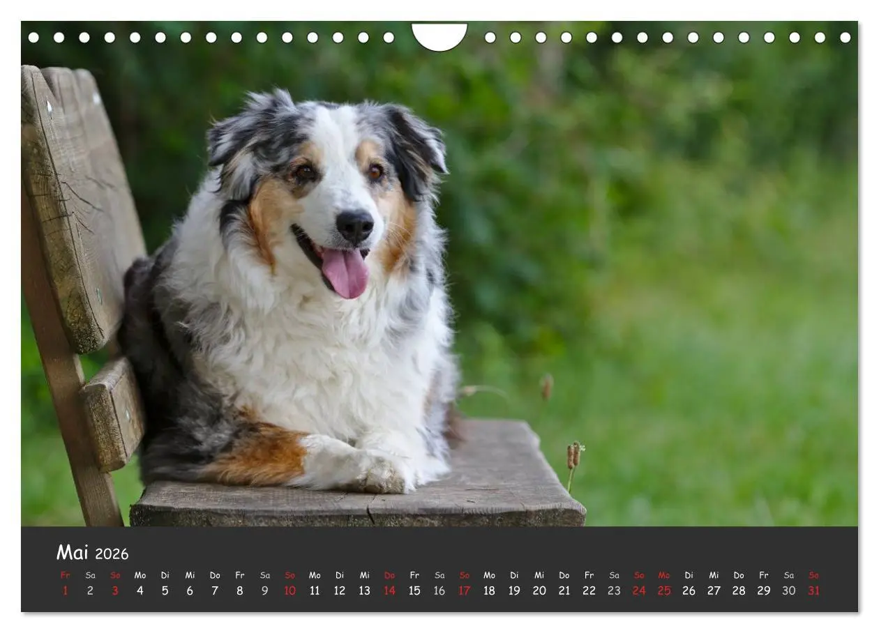 Bild: 9783516038880 | Australian Shepherd - Augenblicke (Wandkalender 2026 DIN A4 quer),...
