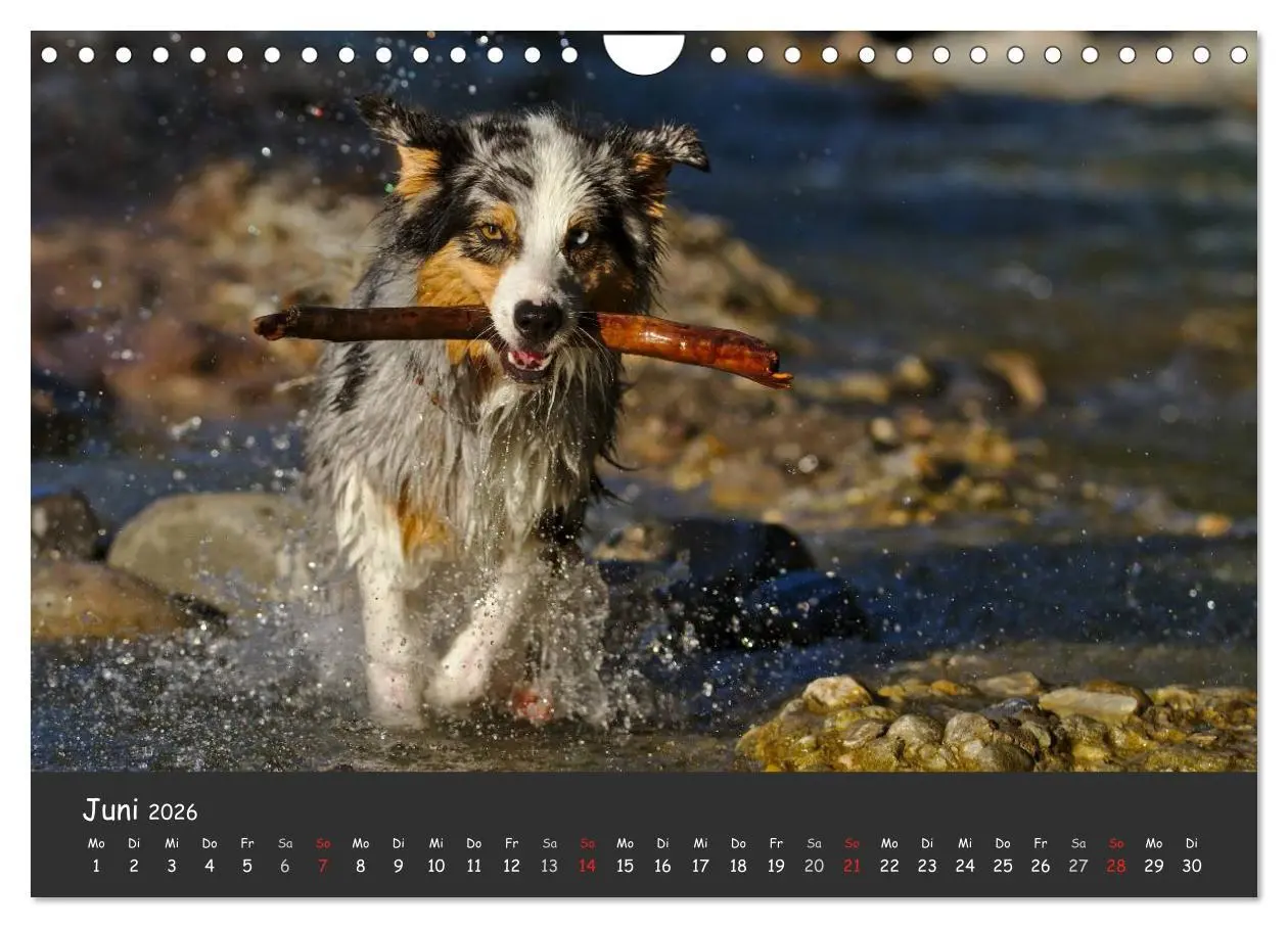 Bild: 9783516038880 | Australian Shepherd - Augenblicke (Wandkalender 2026 DIN A4 quer),...