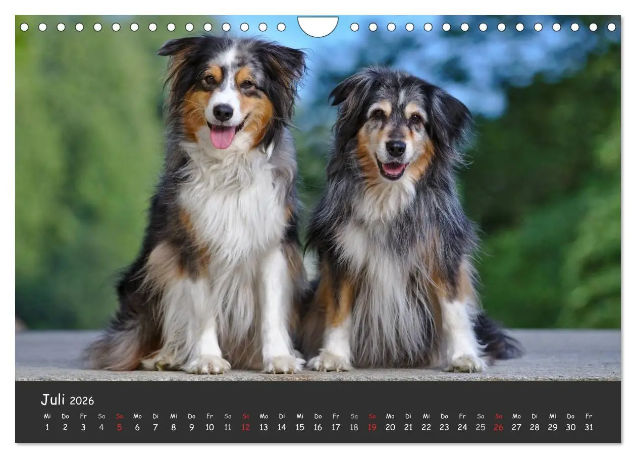 Bild: 9783516038880 | Australian Shepherd - Augenblicke (Wandkalender 2026 DIN A4 quer),...