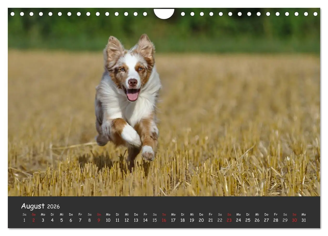 Bild: 9783516038880 | Australian Shepherd - Augenblicke (Wandkalender 2026 DIN A4 quer),...