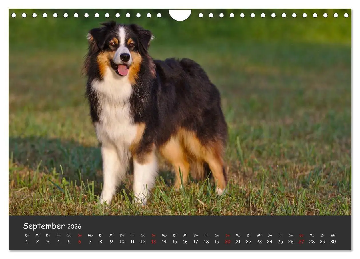 Bild: 9783516038880 | Australian Shepherd - Augenblicke (Wandkalender 2026 DIN A4 quer),...