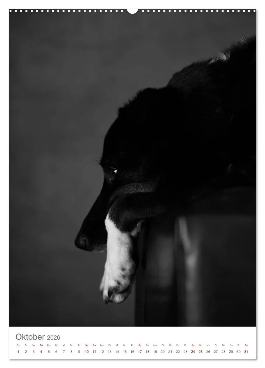 Bild: 9783516418880 | Fine Art Hundeportraits (Wandkalender 2026 DIN A2 hoch), CALVENDO...