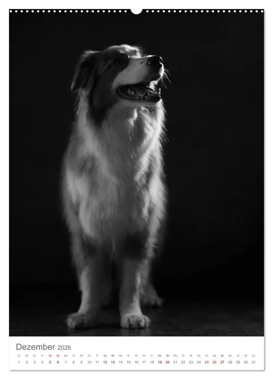 Bild: 9783516418880 | Fine Art Hundeportraits (Wandkalender 2026 DIN A2 hoch), CALVENDO...