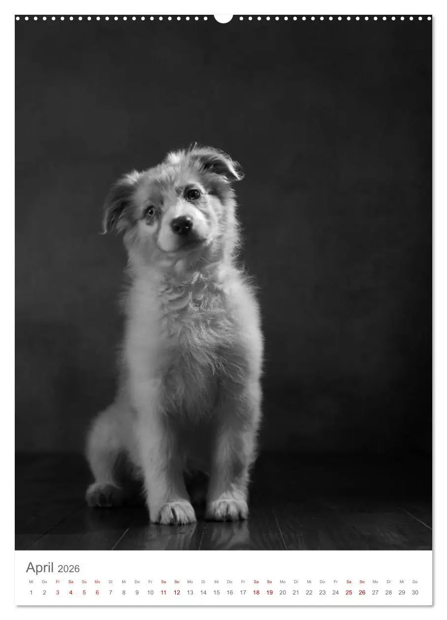 Bild: 9783516418880 | Fine Art Hundeportraits (Wandkalender 2026 DIN A2 hoch), CALVENDO...