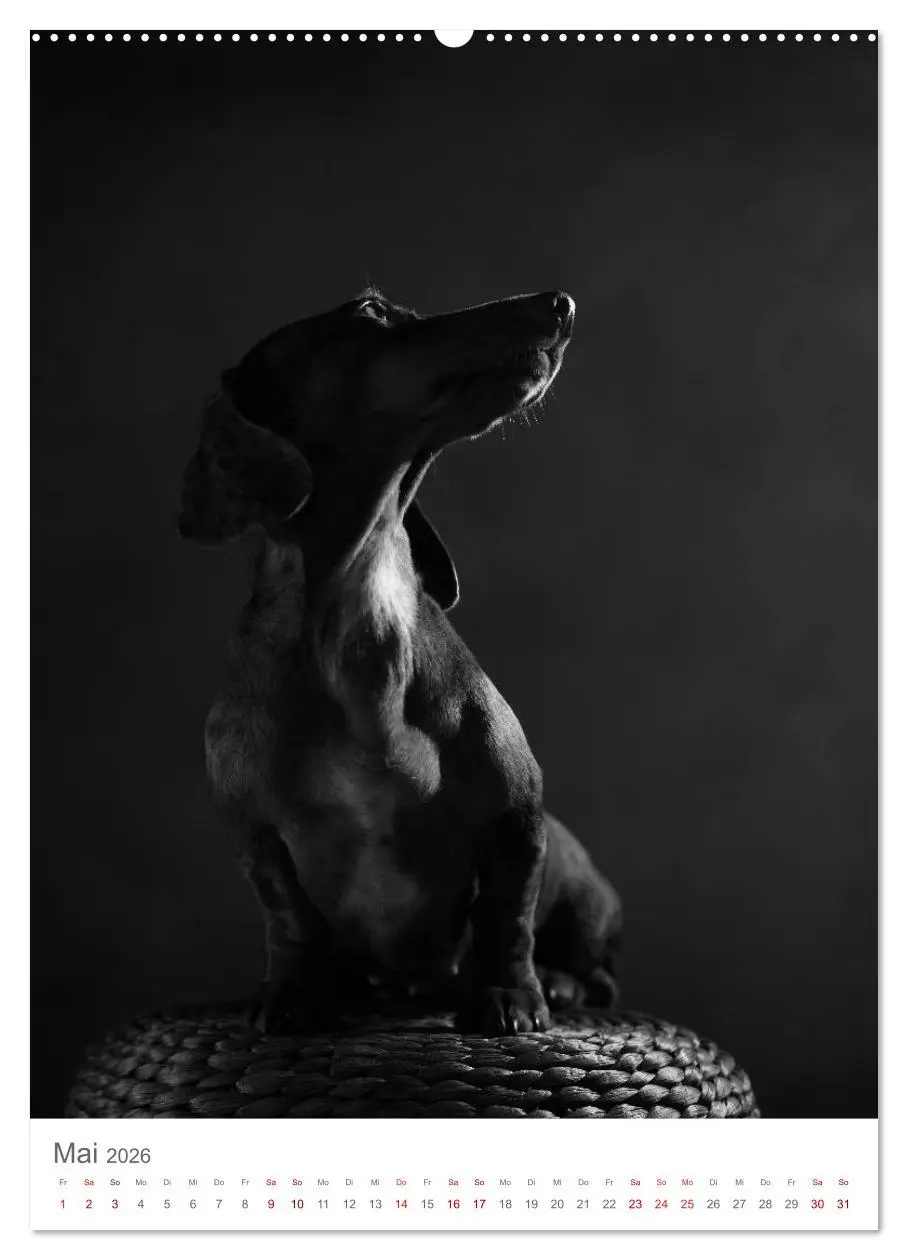 Bild: 9783516418880 | Fine Art Hundeportraits (Wandkalender 2026 DIN A2 hoch), CALVENDO...