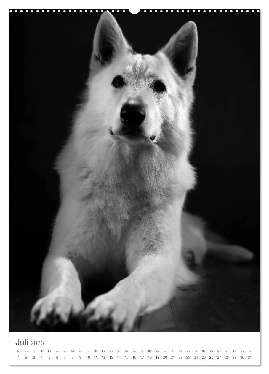 Bild: 9783516418880 | Fine Art Hundeportraits (Wandkalender 2026 DIN A2 hoch), CALVENDO...