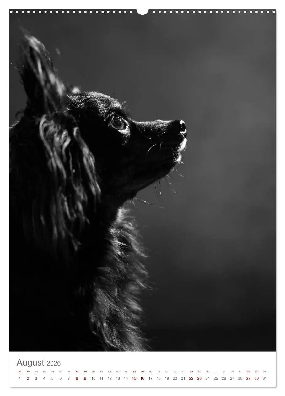 Bild: 9783516418880 | Fine Art Hundeportraits (Wandkalender 2026 DIN A2 hoch), CALVENDO...