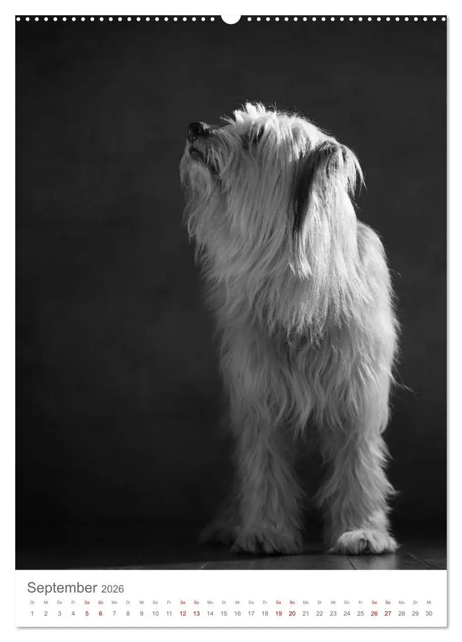 Bild: 9783516418880 | Fine Art Hundeportraits (Wandkalender 2026 DIN A2 hoch), CALVENDO...
