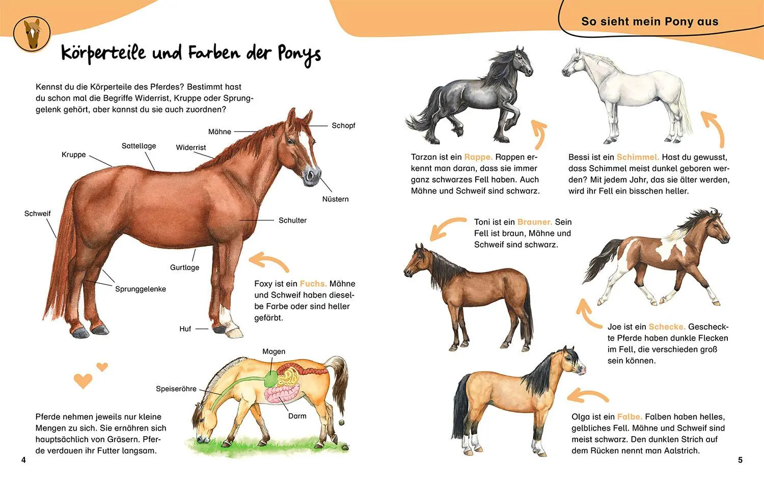 Bild: 9783440178980 | Mein erstes Pferdebuch. Mit Pferderassen von A-Z | Kächler-Kröck