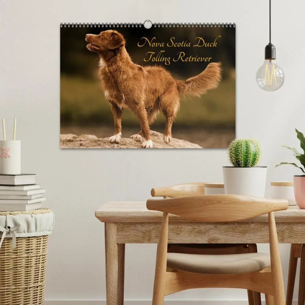 Bild: 9783435569380 | Nova Scotia Duck Tolling Retriever (Wandkalender 2025 DIN A3 quer),...