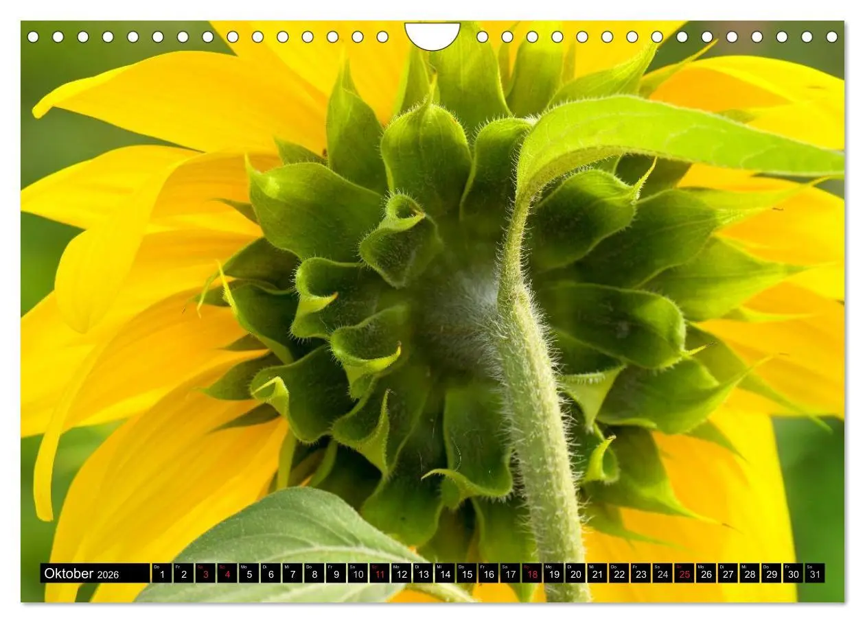 Bild: 9783516129380 | Zeit für Sonnenblumen (Wandkalender 2026 DIN A4 quer), CALVENDO...