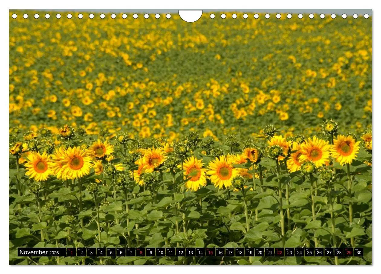 Bild: 9783516129380 | Zeit für Sonnenblumen (Wandkalender 2026 DIN A4 quer), CALVENDO...
