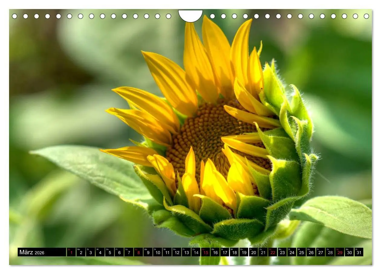 Bild: 9783516129380 | Zeit für Sonnenblumen (Wandkalender 2026 DIN A4 quer), CALVENDO...