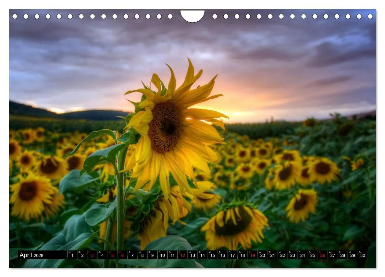 Bild: 9783516129380 | Zeit für Sonnenblumen (Wandkalender 2026 DIN A4 quer), CALVENDO...