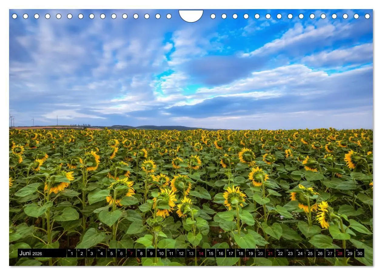 Bild: 9783516129380 | Zeit für Sonnenblumen (Wandkalender 2026 DIN A4 quer), CALVENDO...