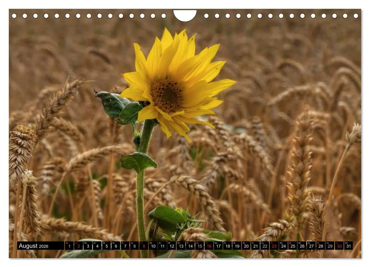 Bild: 9783516129380 | Zeit für Sonnenblumen (Wandkalender 2026 DIN A4 quer), CALVENDO...