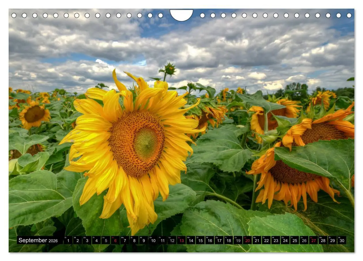 Bild: 9783516129380 | Zeit für Sonnenblumen (Wandkalender 2026 DIN A4 quer), CALVENDO...