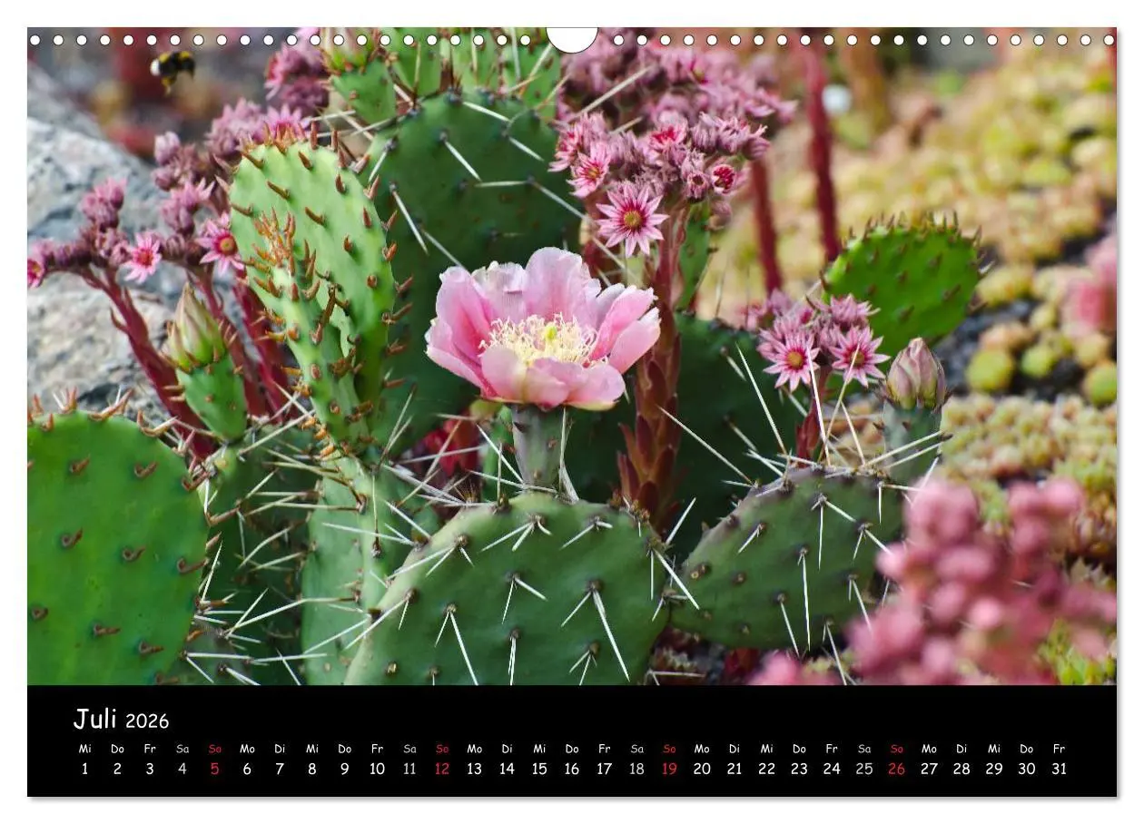 Bild: 9783516119480 | Findlingspark Nochten 2026 (Wandkalender 2026 DIN A3 quer),...