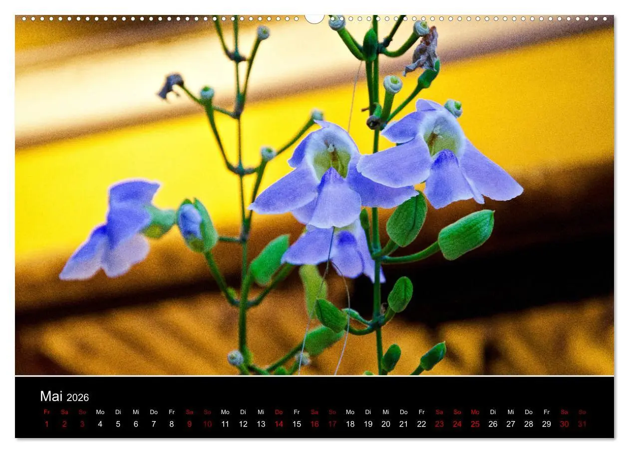 Bild: 9783457879580 | Guten Morgen, Vietnam! (Wandkalender 2026 DIN A2 quer), CALVENDO...