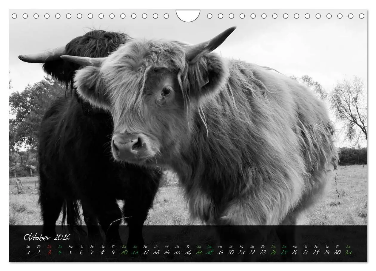 Bild: 9783457939680 | Highland Cattle vom Nordlicht - Faszination Hochland Rind...