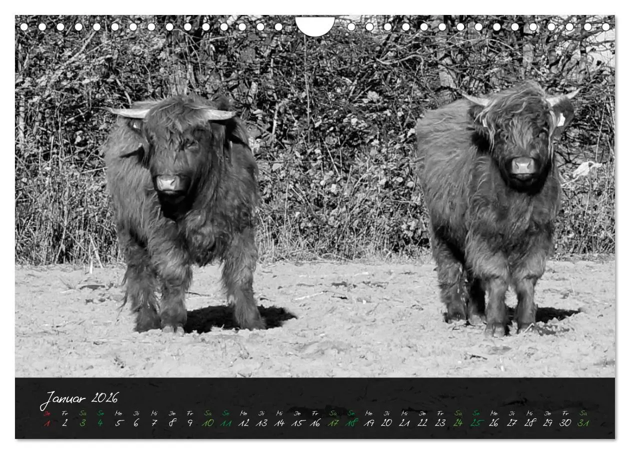 Bild: 9783457939680 | Highland Cattle vom Nordlicht - Faszination Hochland Rind...
