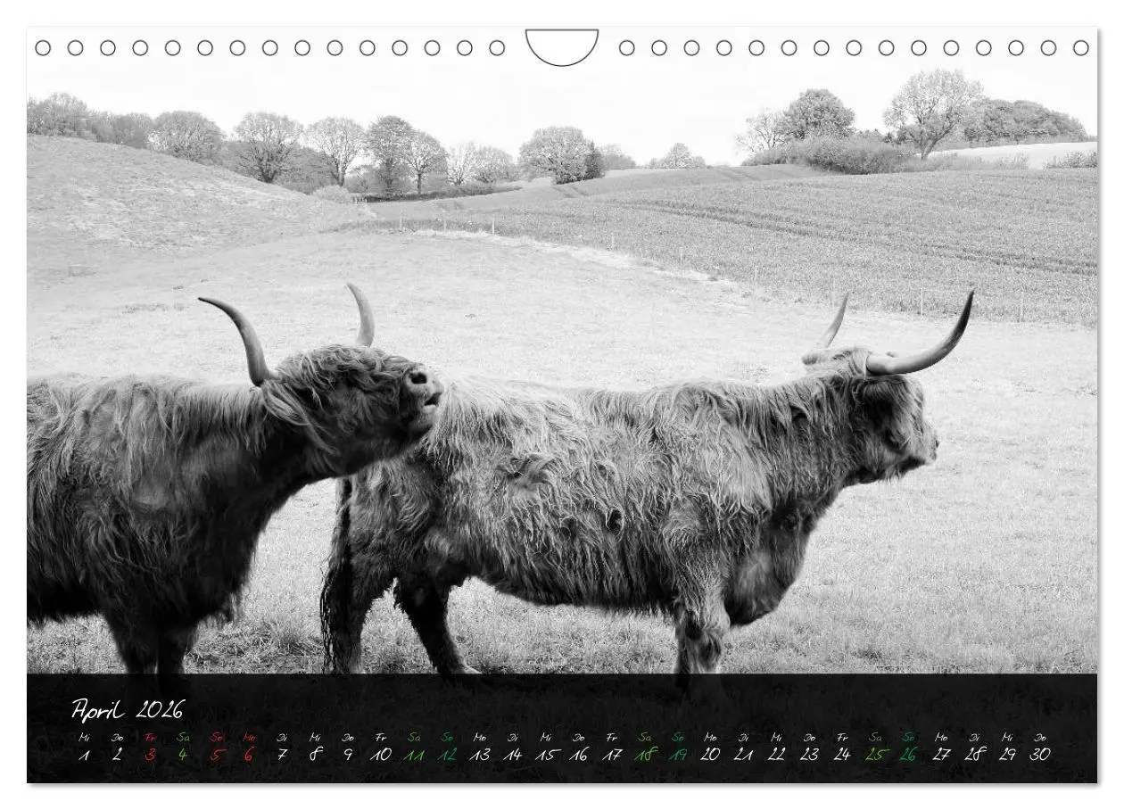 Bild: 9783457939680 | Highland Cattle vom Nordlicht - Faszination Hochland Rind...