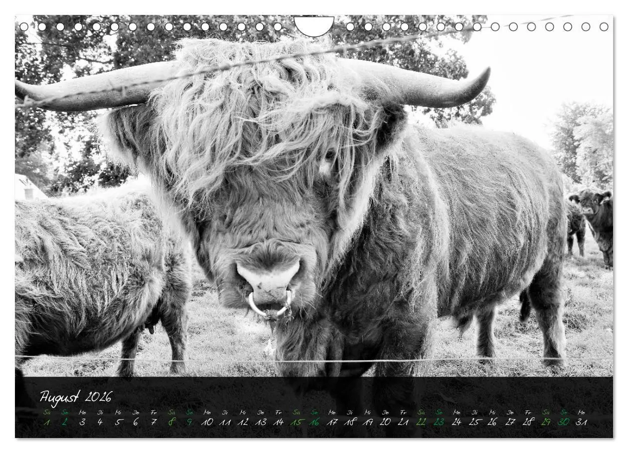 Bild: 9783457939680 | Highland Cattle vom Nordlicht - Faszination Hochland Rind...