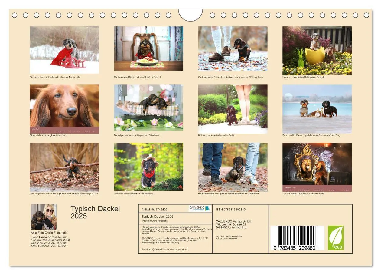 Bild: 9783435209880 | Typisch Dackel 2025 (Wandkalender 2025 DIN A4 quer), CALVENDO...