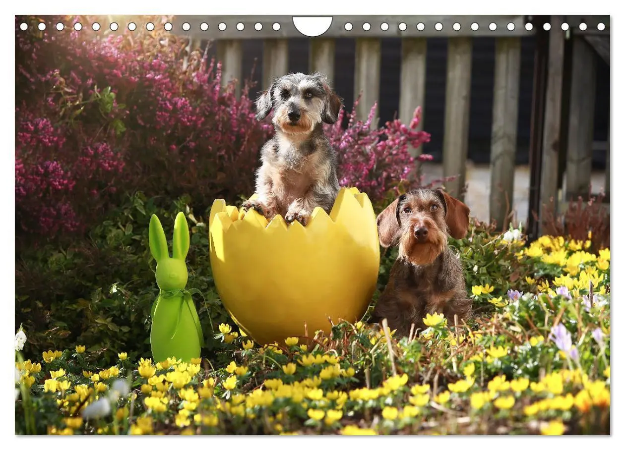 Bild: 9783435209880 | Typisch Dackel 2025 (Wandkalender 2025 DIN A4 quer), CALVENDO...
