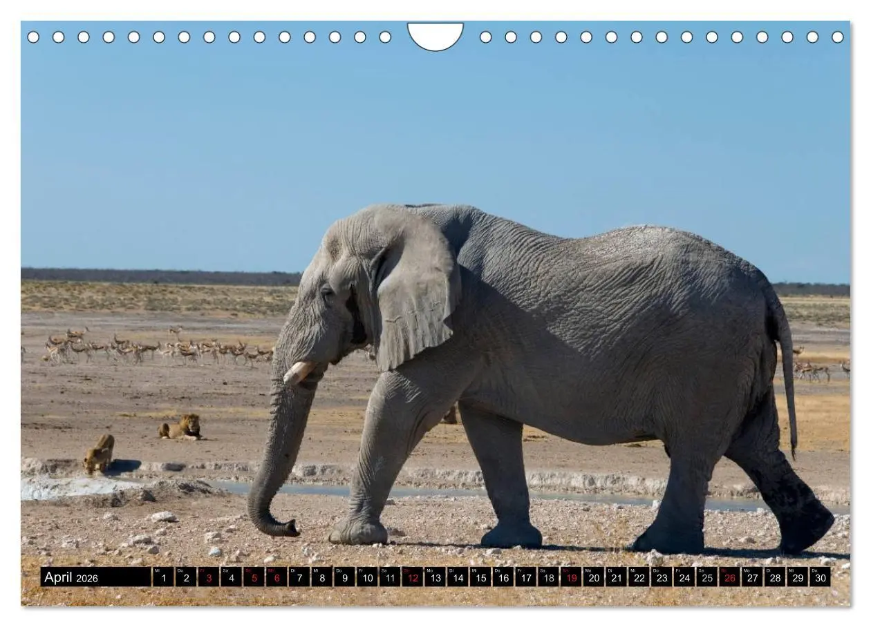 Bild: 9783516239980 | Faszination Namibia (Wandkalender 2026 DIN A4 quer), CALVENDO...