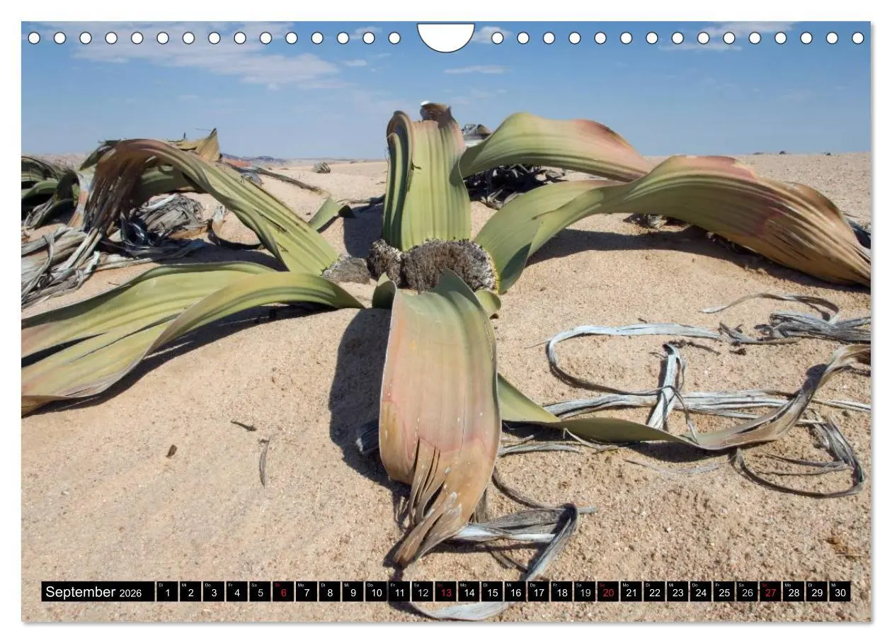 Bild: 9783516239980 | Faszination Namibia (Wandkalender 2026 DIN A4 quer), CALVENDO...