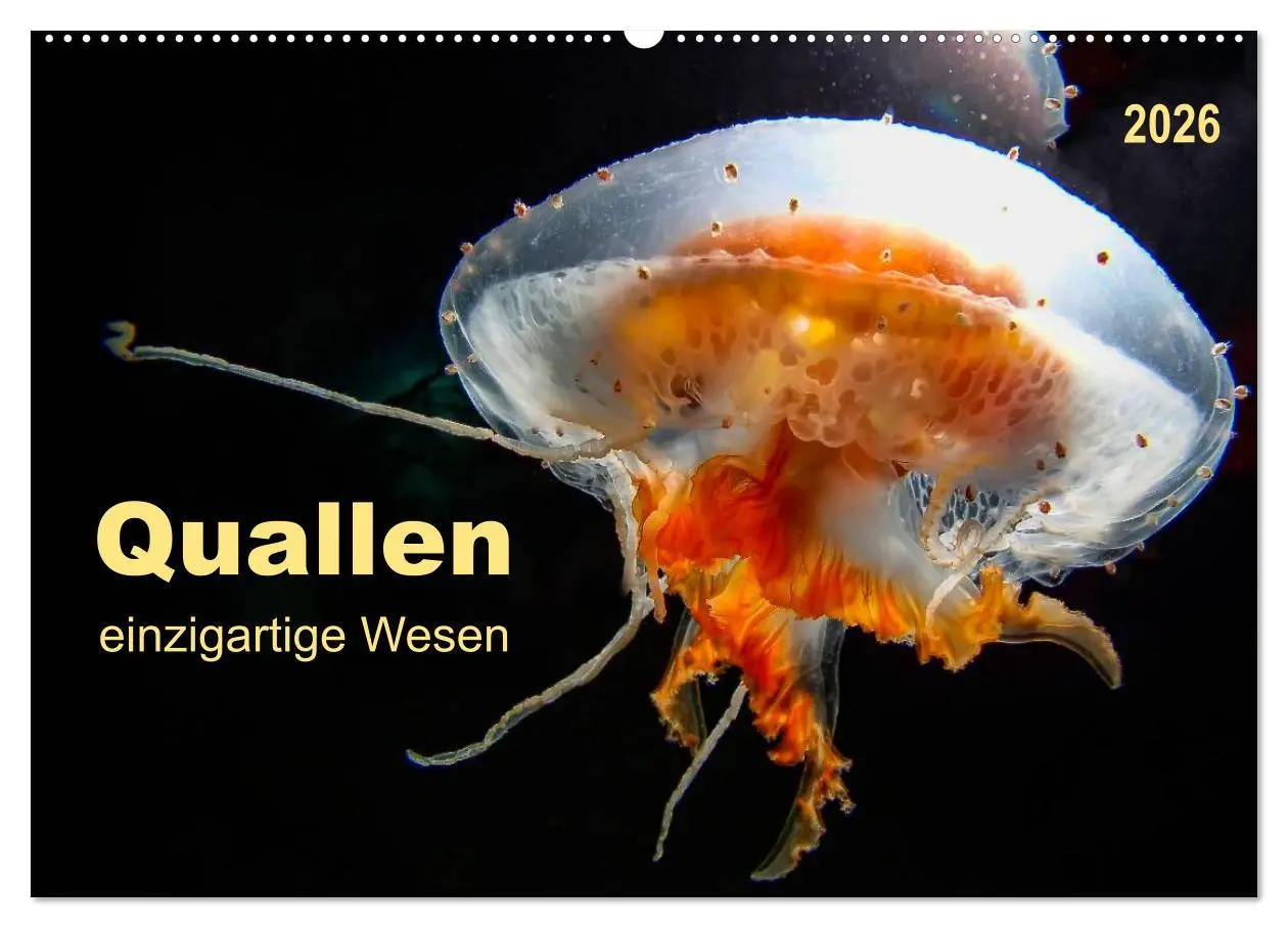 Cover: 9783516040081 | Quallen - einzigartige Wesen (Wandkalender 2026 DIN A2 quer),...