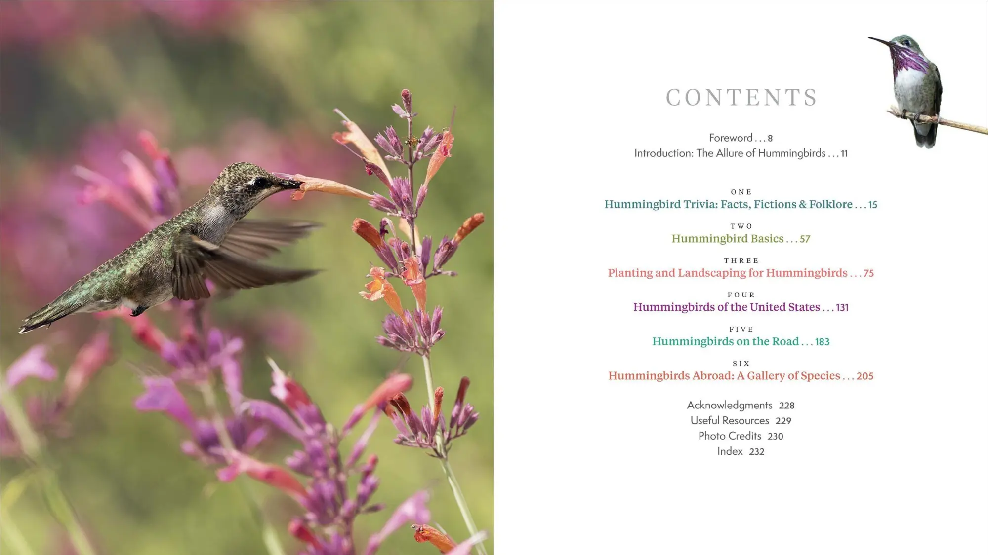 Bild: 9781643260181 | The Hummingbird Handbook | John Shewey | Taschenbuch | Englisch | 2021