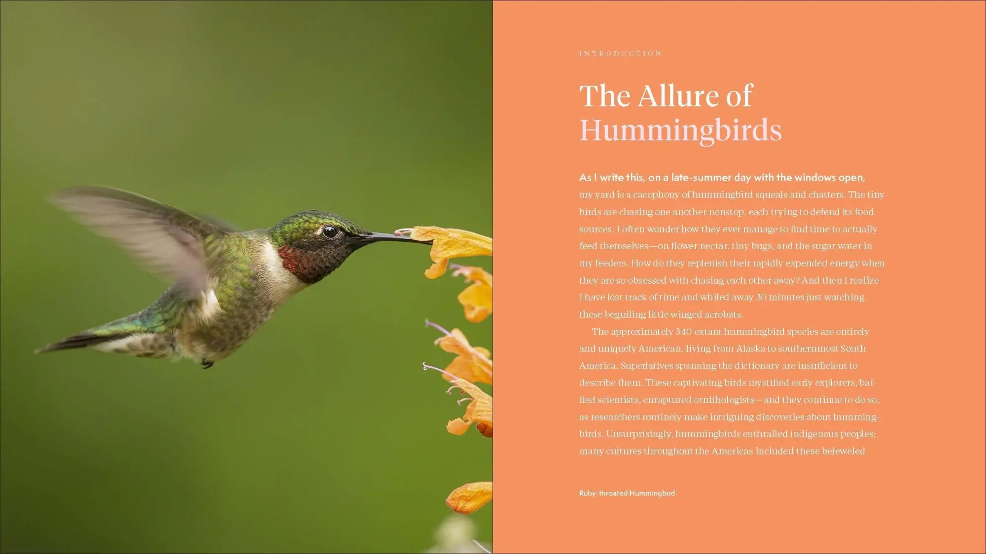 Bild: 9781643260181 | The Hummingbird Handbook | John Shewey | Taschenbuch | Englisch | 2021