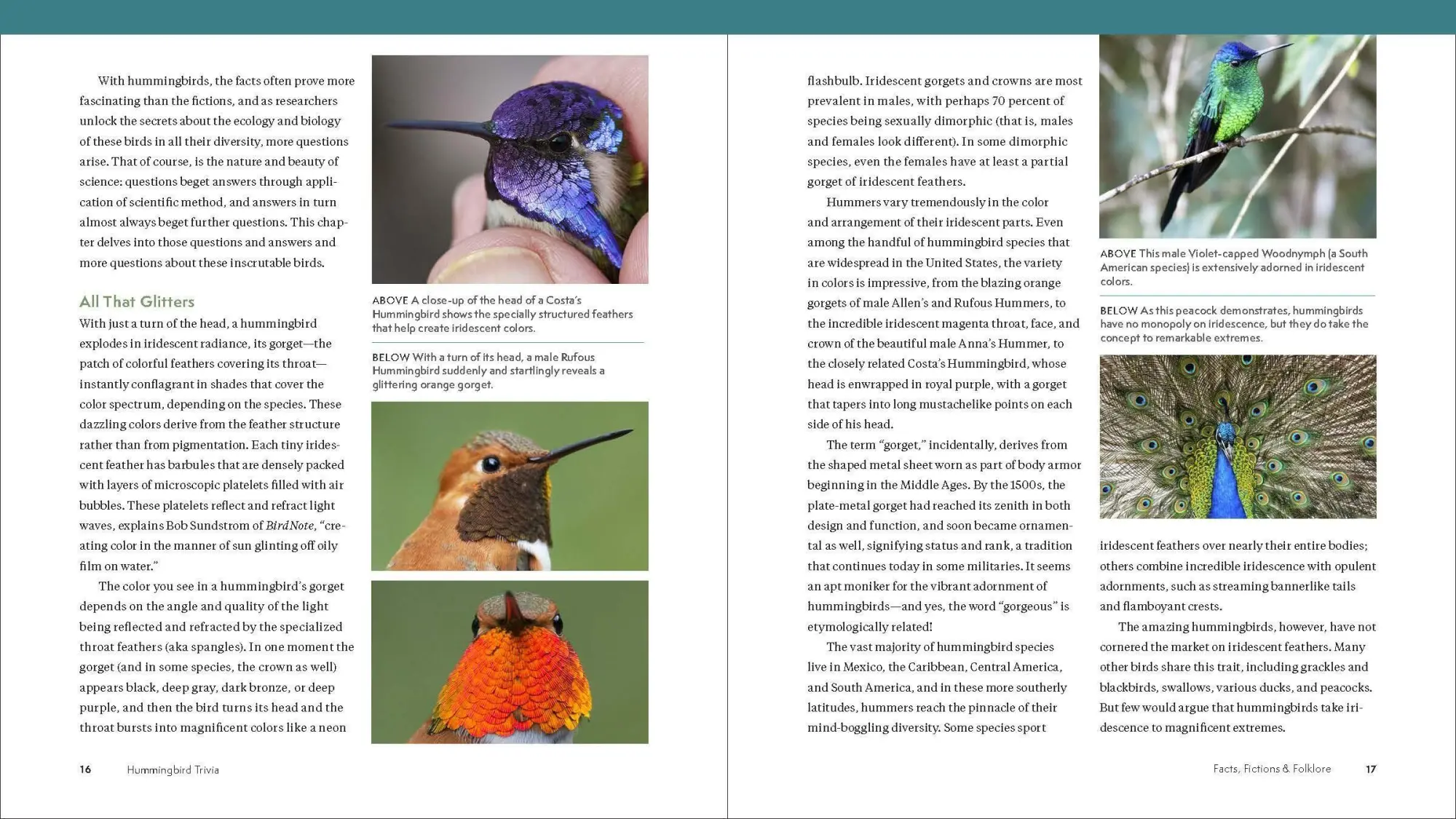 Bild: 9781643260181 | The Hummingbird Handbook | John Shewey | Taschenbuch | Englisch | 2021