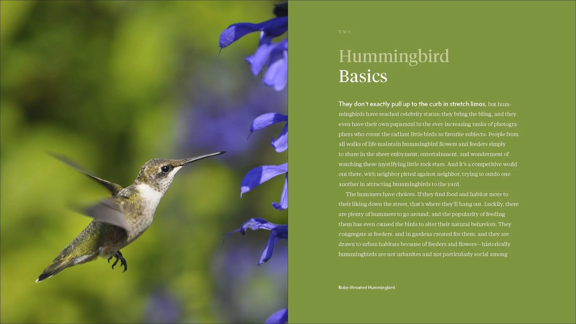 Bild: 9781643260181 | The Hummingbird Handbook | John Shewey | Taschenbuch | Englisch | 2021