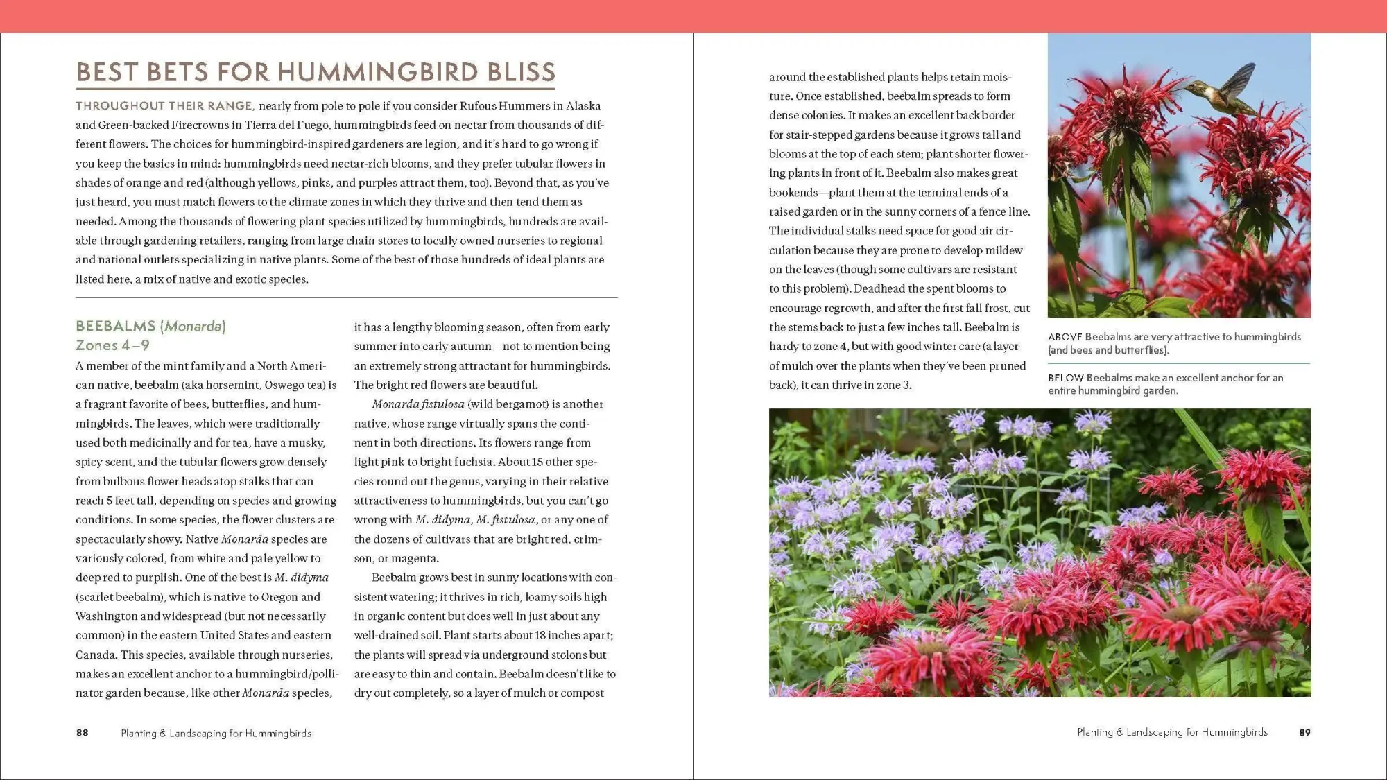 Bild: 9781643260181 | The Hummingbird Handbook | John Shewey | Taschenbuch | Englisch | 2021