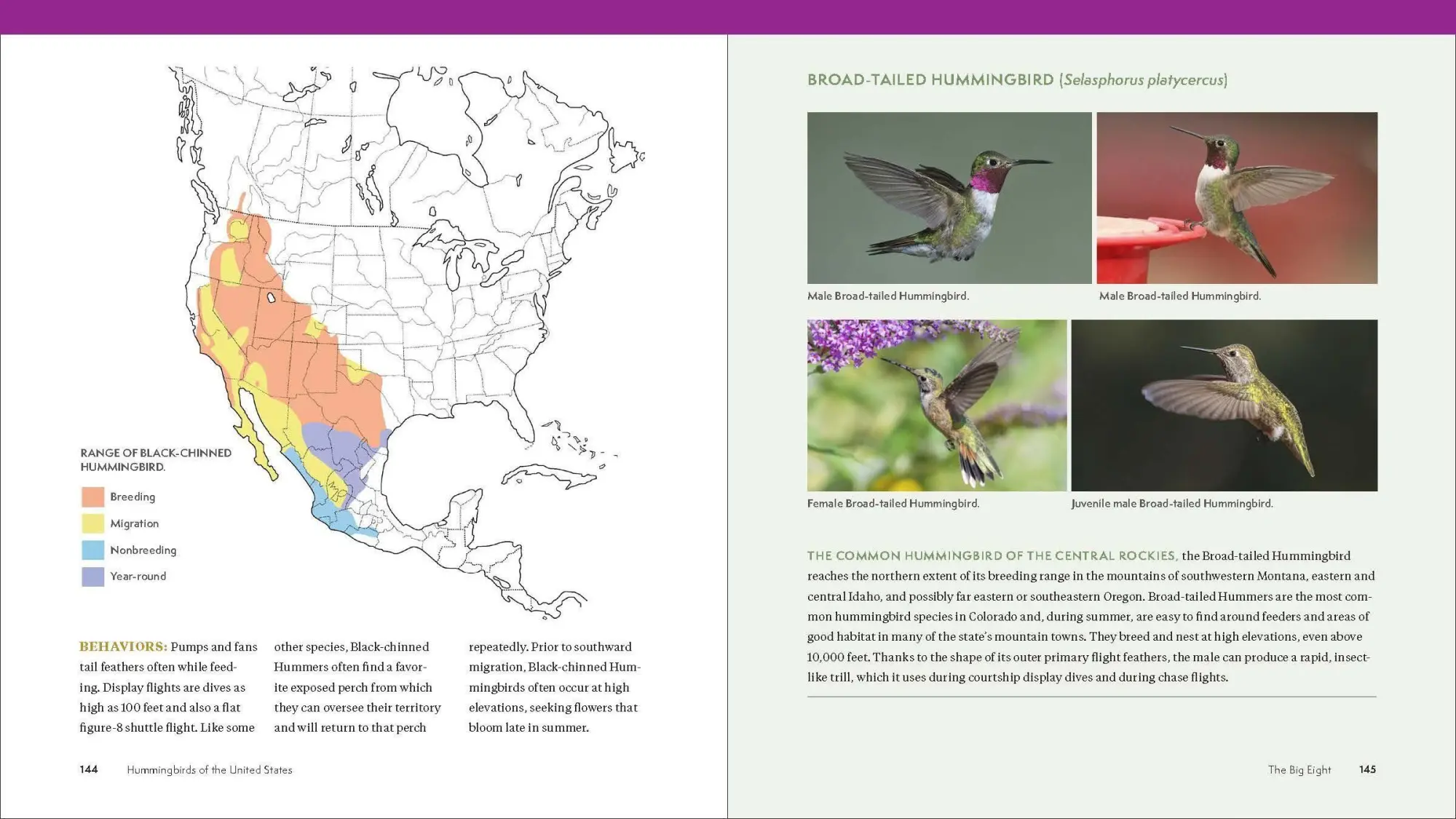 Bild: 9781643260181 | The Hummingbird Handbook | John Shewey | Taschenbuch | Englisch | 2021