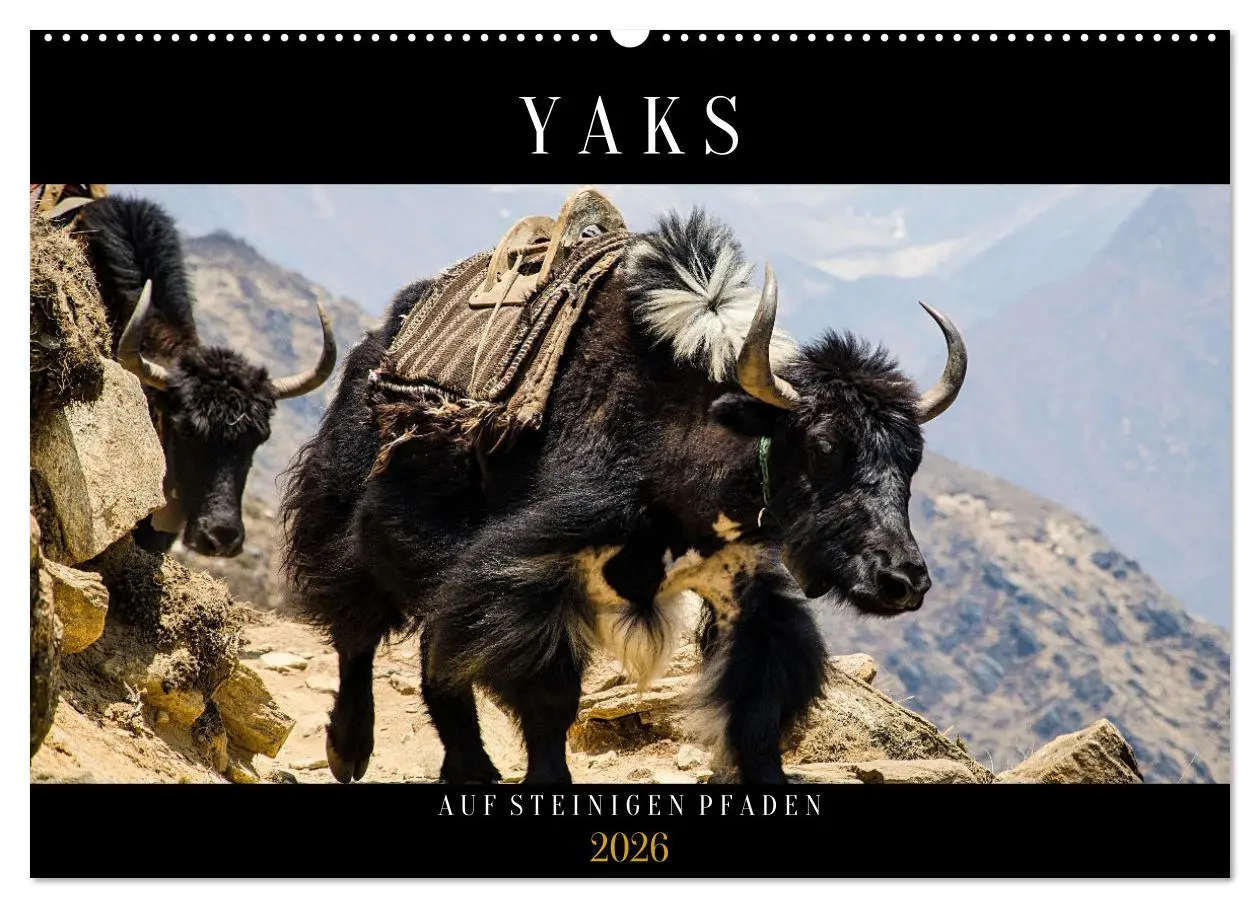 Cover: 9783457560181 | Yaks - auf steinigen Pfaden (Wandkalender 2026 DIN A2 quer),...