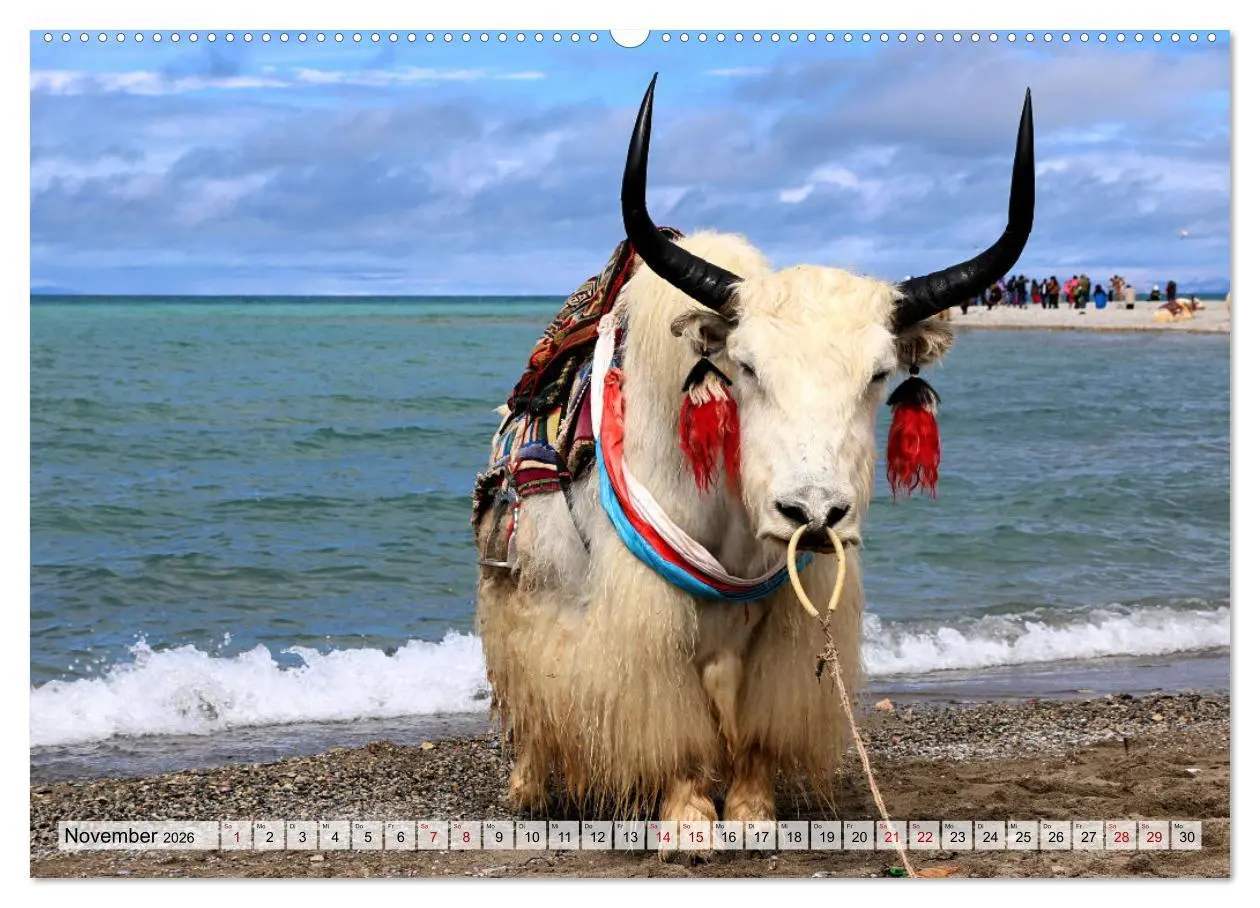 Bild: 9783457560181 | Yaks - auf steinigen Pfaden (Wandkalender 2026 DIN A2 quer),...