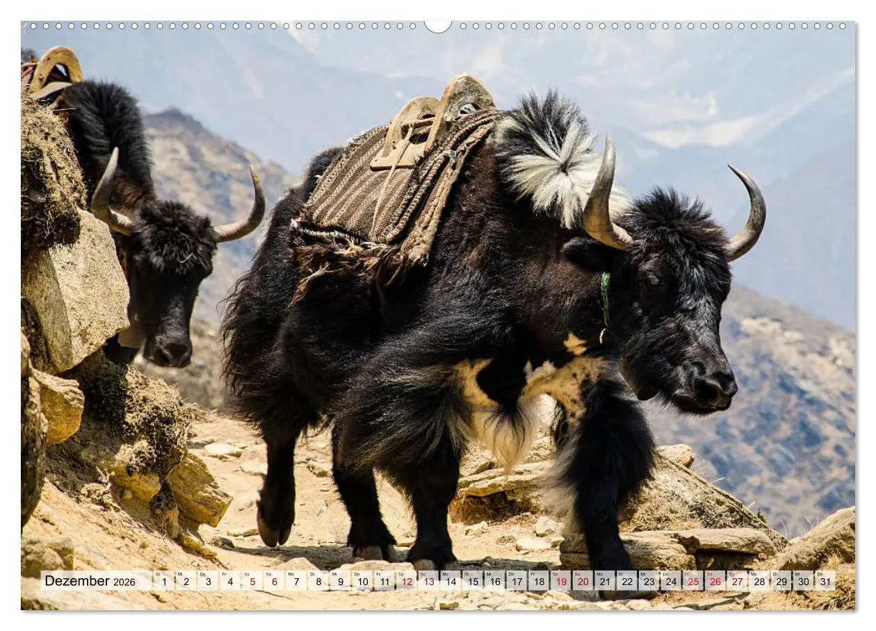 Bild: 9783457560181 | Yaks - auf steinigen Pfaden (Wandkalender 2026 DIN A2 quer),...