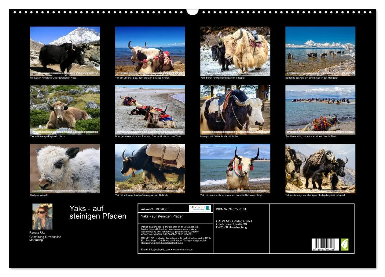 Bild: 9783457560181 | Yaks - auf steinigen Pfaden (Wandkalender 2026 DIN A2 quer),...