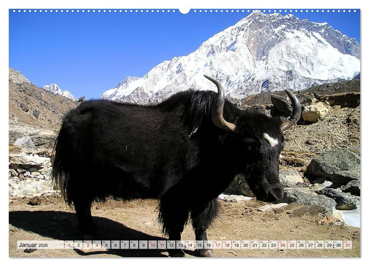 Bild: 9783457560181 | Yaks - auf steinigen Pfaden (Wandkalender 2026 DIN A2 quer),...