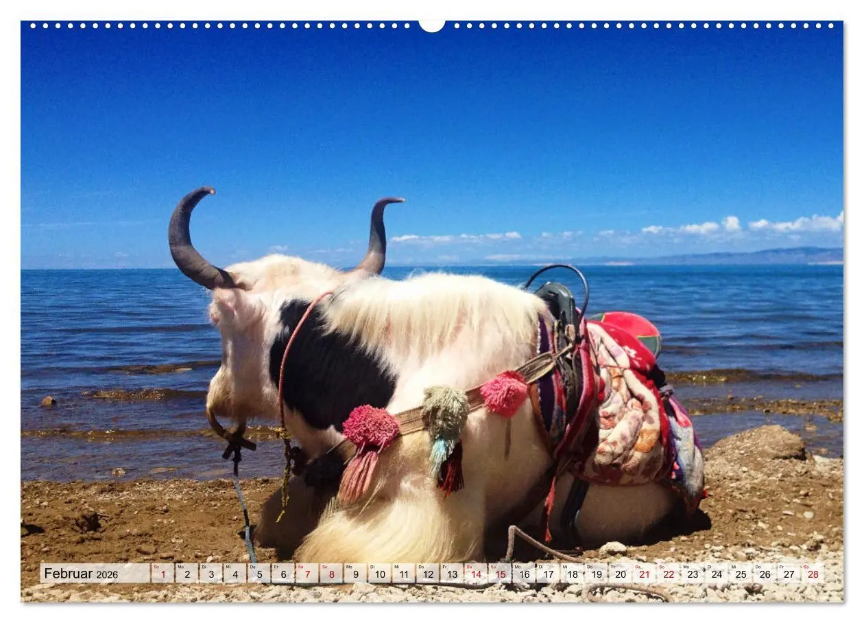 Bild: 9783457560181 | Yaks - auf steinigen Pfaden (Wandkalender 2026 DIN A2 quer),...